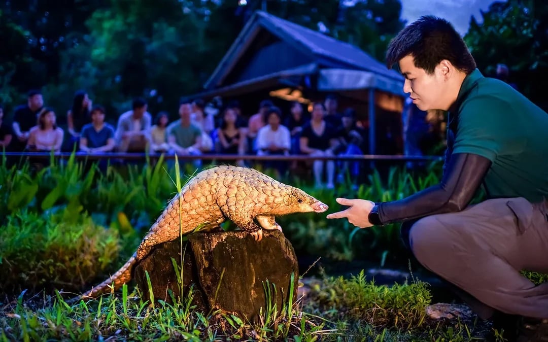 Night Safari Tickets | Mandai Wildlife Reserve Image 6