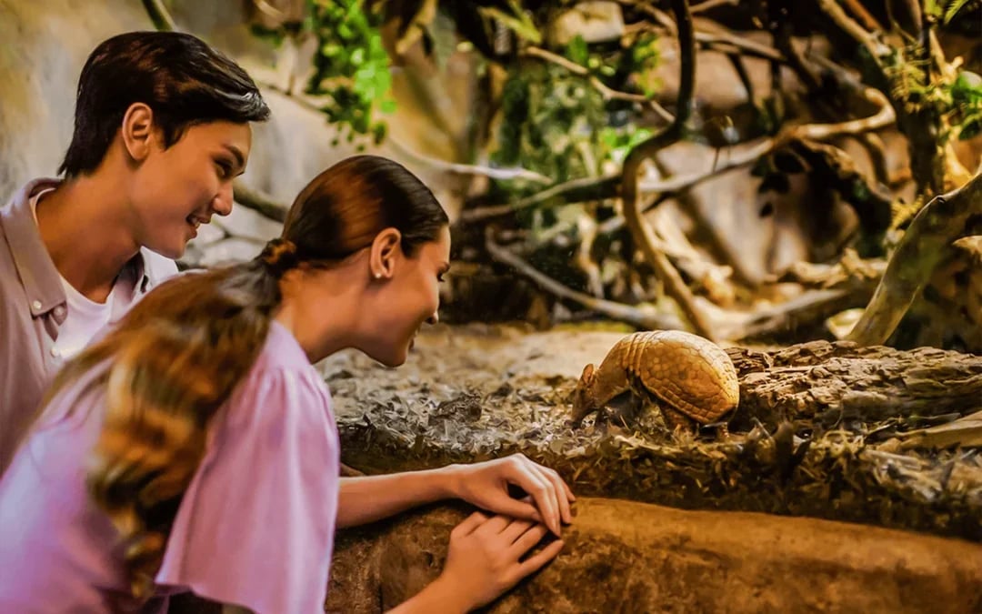 Night Safari Tickets | Mandai Wildlife Reserve Image 7