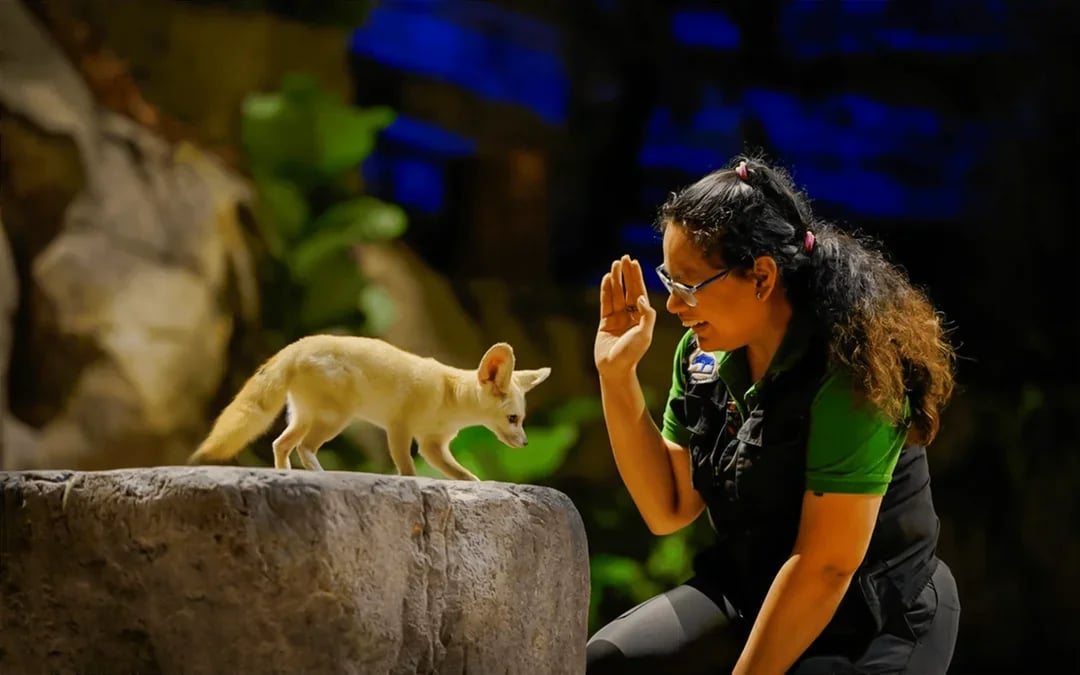 Night Safari Tickets | Mandai Wildlife Reserve Image 10
