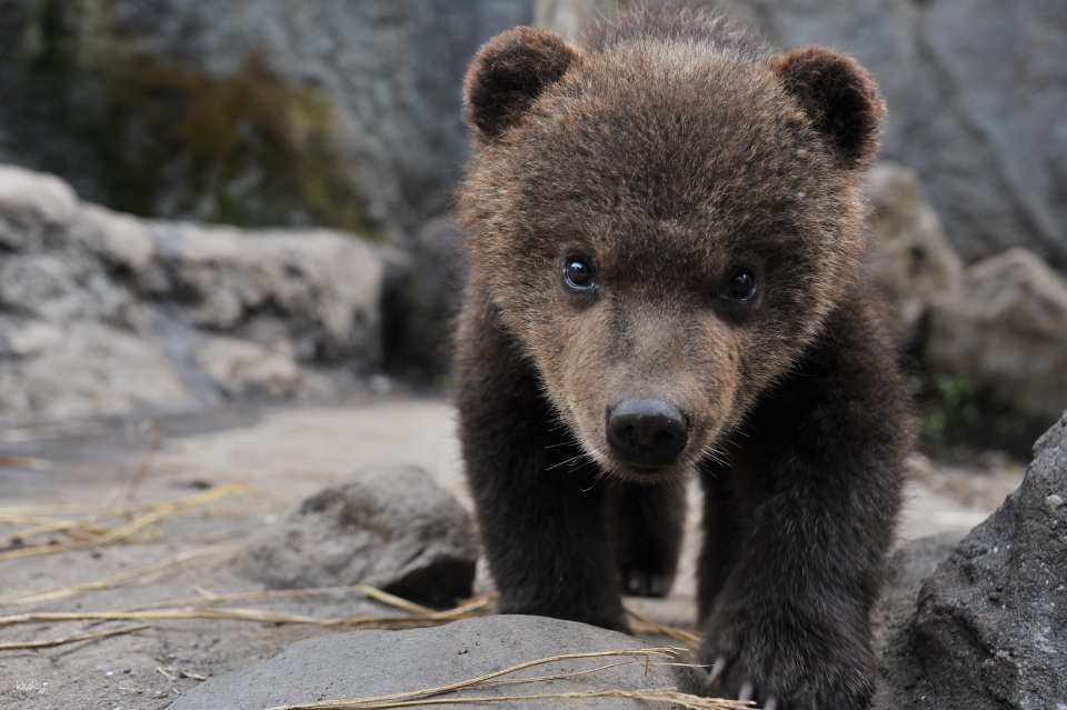 Noboribetsu Bear Park Ticket | Hokkaido