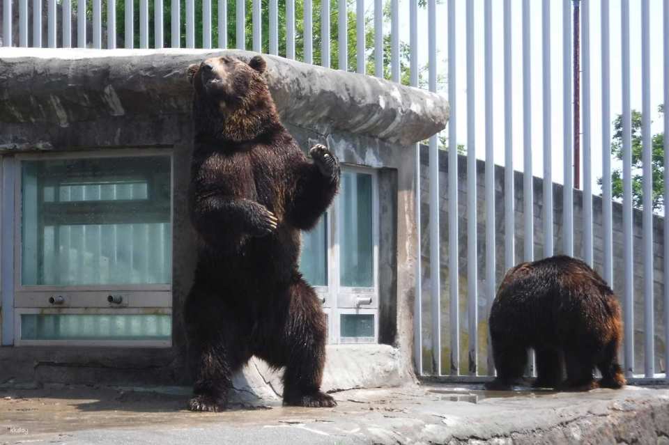 Noboribetsu Bear Park Ticket | Hokkaido