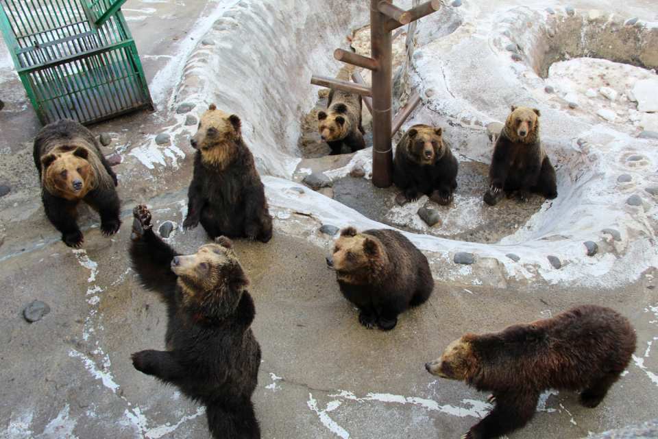 Noboribetsu Bear Park Ticket | Hokkaido