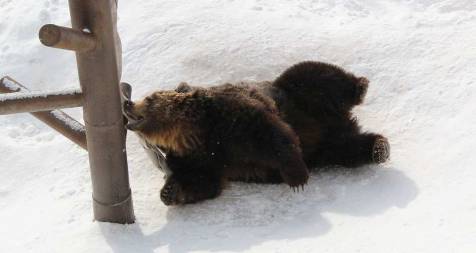 Noboribetsu Bear Park Ticket | Hokkaido