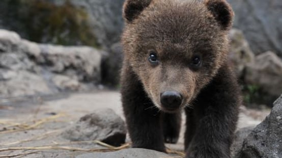 Noboribetsu Bear Park