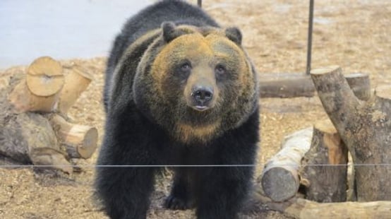 Noboribetsu Bear Park