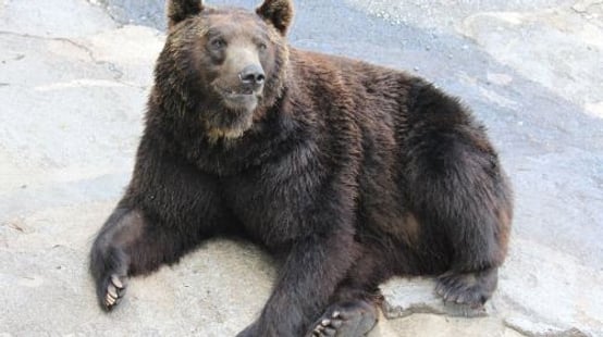 Noboribetsu Bear Park