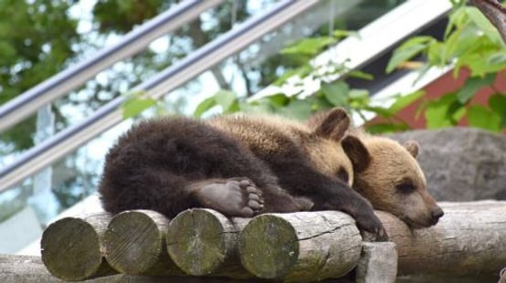 Noboribetsu Bear Park