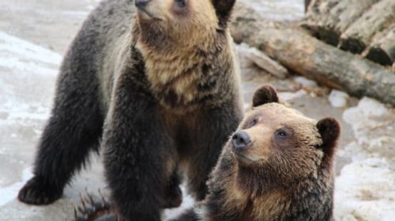 Noboribetsu Bear Park
