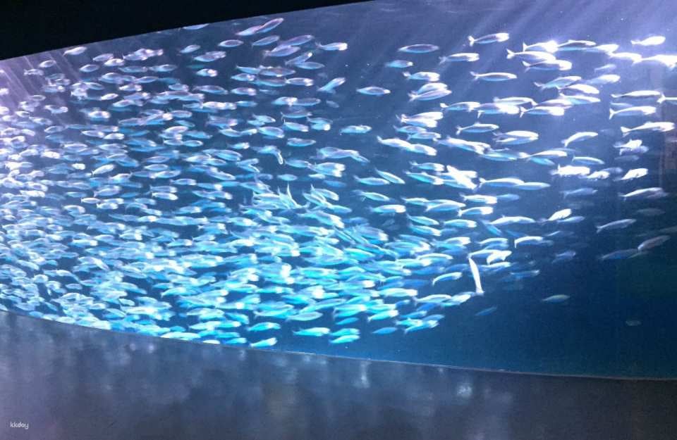 Noboribetsu Marine Park Nixe Admission Ticket in Hokkaido | Japan