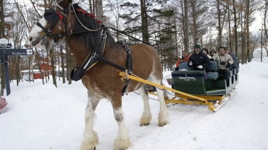 Northern Horse Park