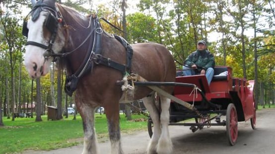 Northern Horse Park