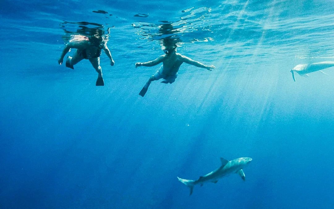 Oahu Cage-Free Open-Water Shark Diving Guided Tour Image 2
