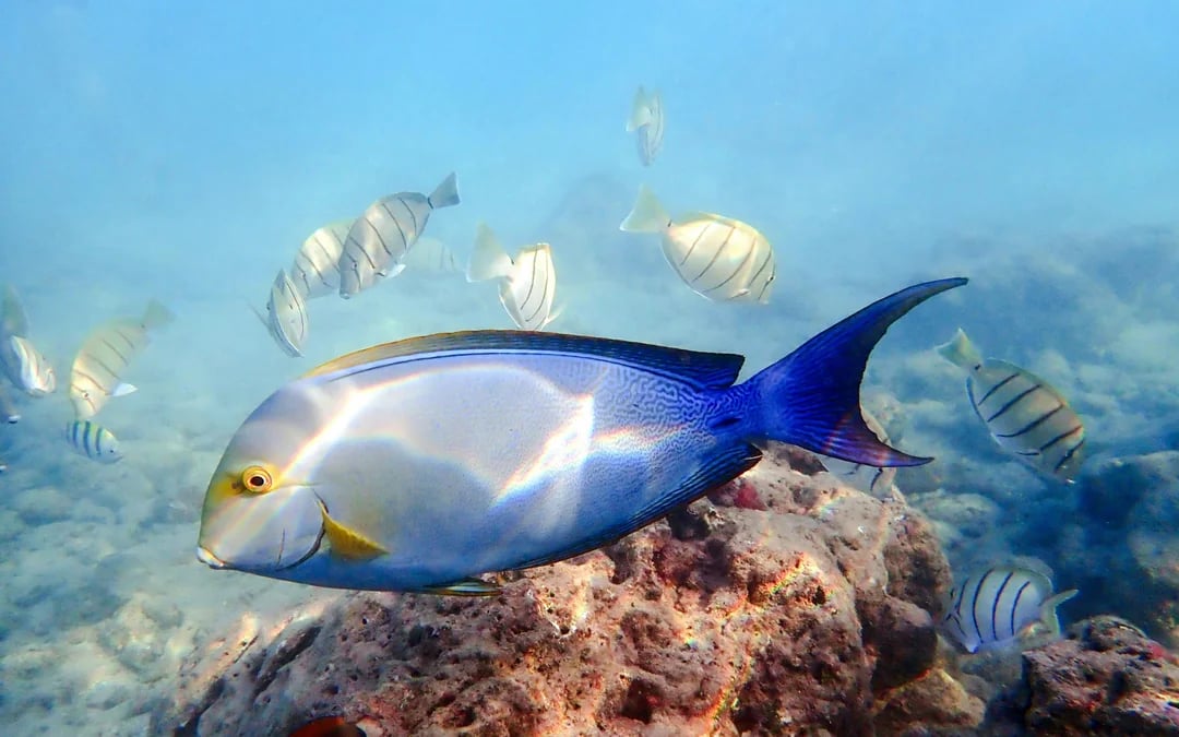 Oahu Grand Circle Island Tour with Hanauma Bay Admission Image 3
