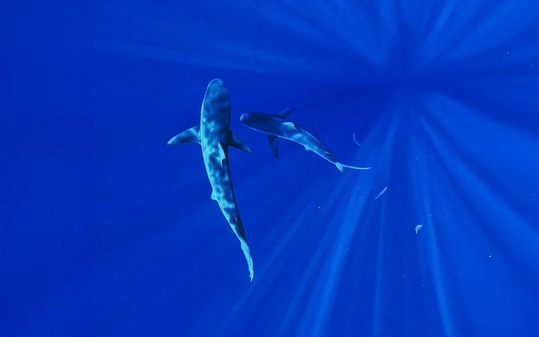 Oahu In-Cage Shark Cage Diving Guided Tour Image 9