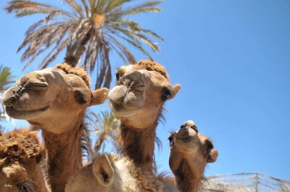 Oasis Wildlife Fuerteventura entrance tickets