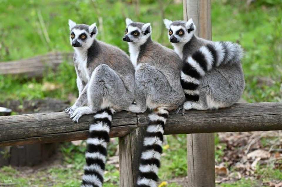 Oasis Wildlife Fuerteventura entrance tickets