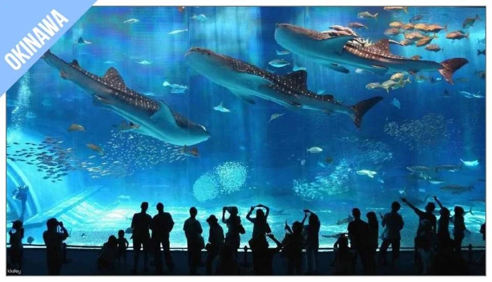(OCBT binding only - cannot be queried) Have Fun in Okinawa 1 Week Free Pass (Okinawa Super Value Package Discount)