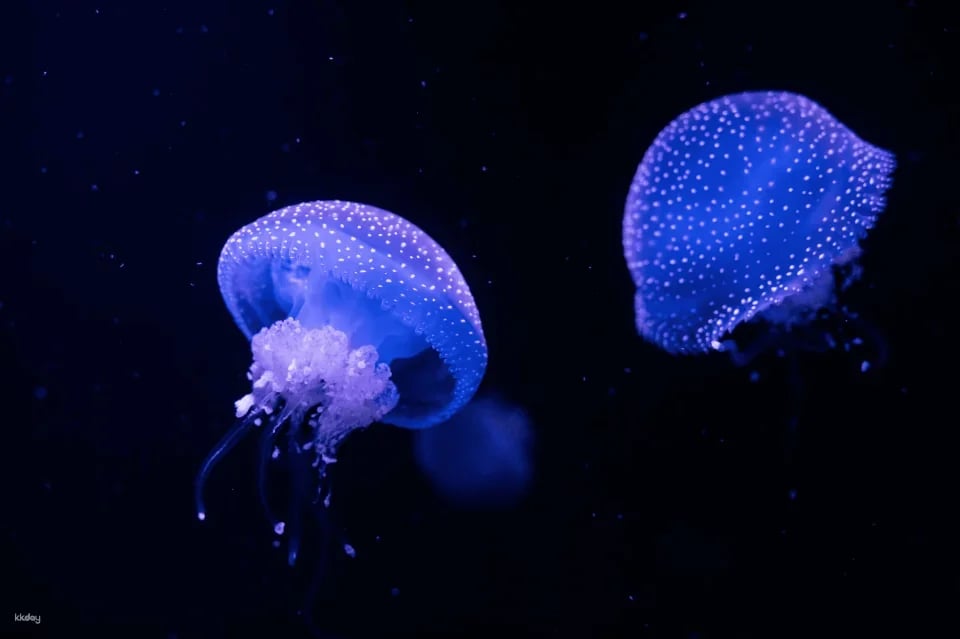 Oceanário de Lisboa Ticket |Lisbon