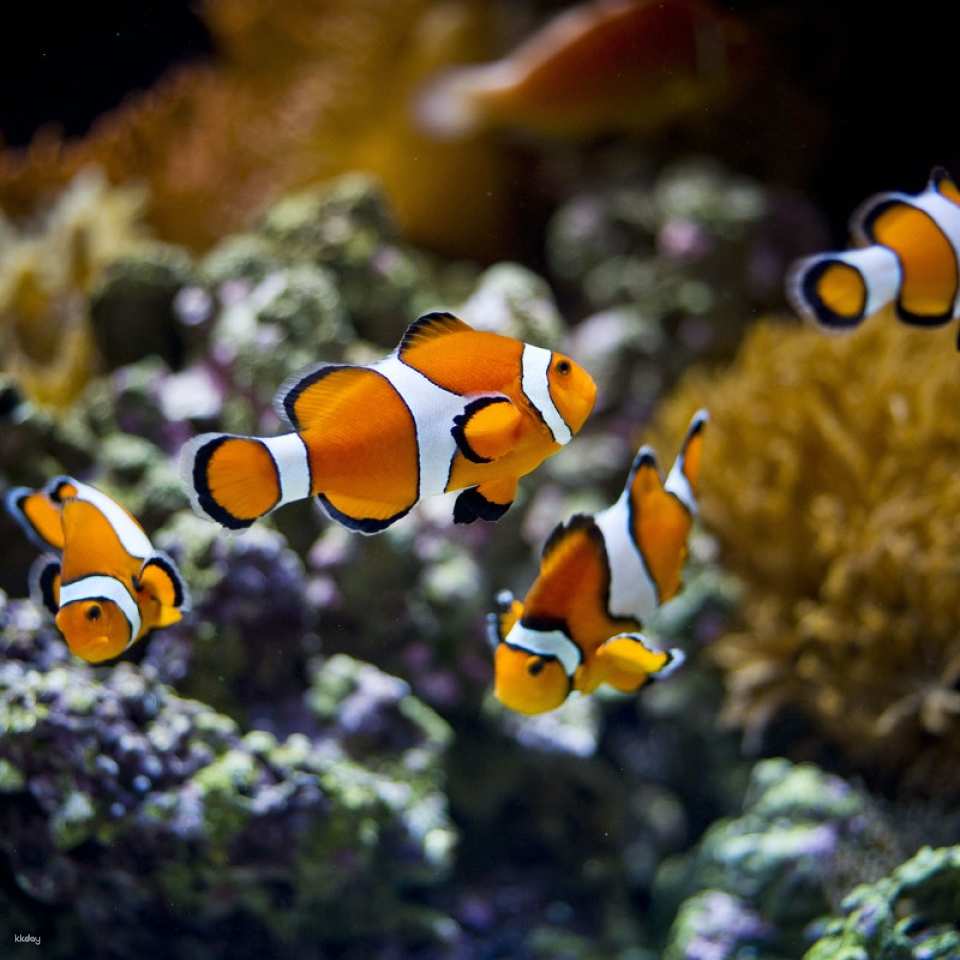 Oceanário de Lisboa Ticket ｜Lisbon