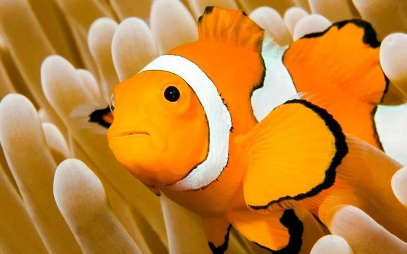 Oceanarium: The Bournemouth Aquarium Tickets Image 2