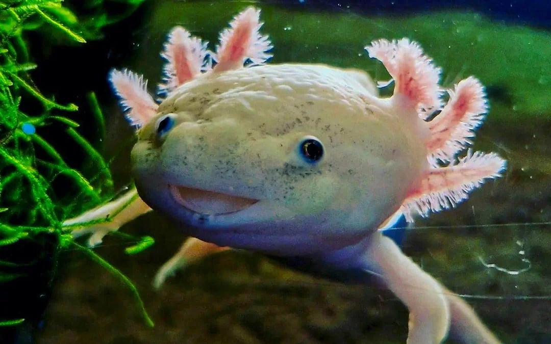 Oceanarium: The Bournemouth Aquarium Tickets Image 11