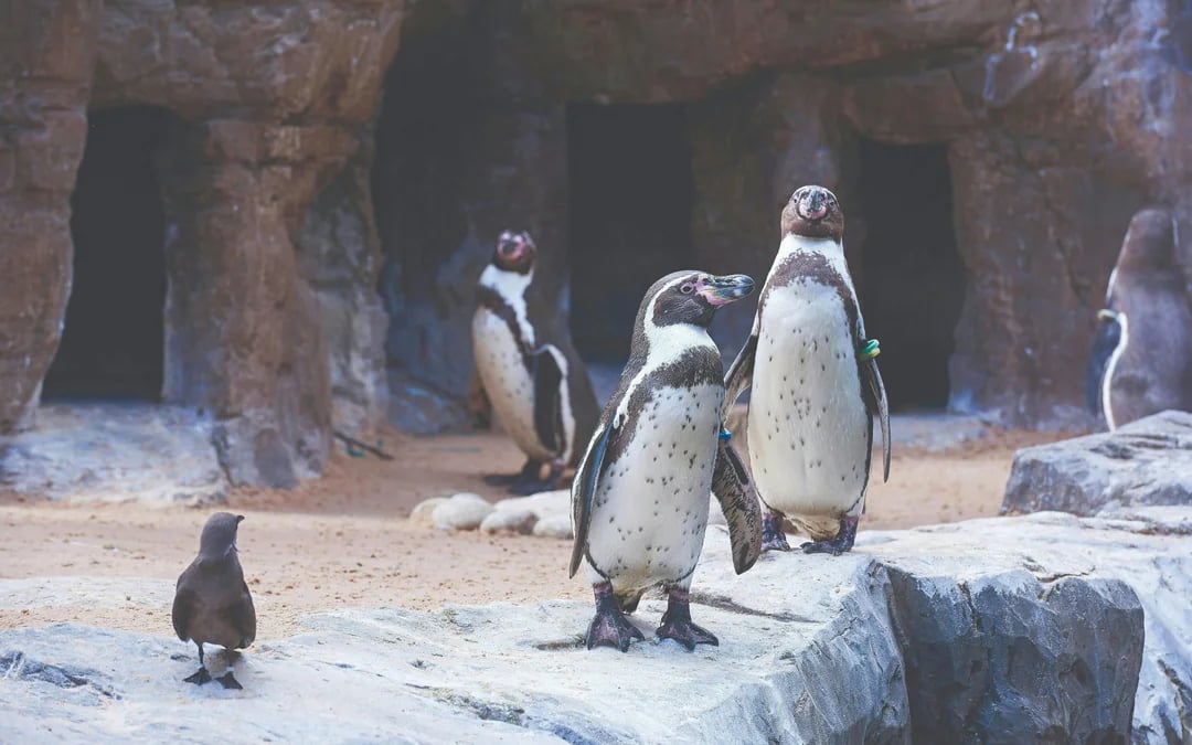 Oceanarium: The Bournemouth Aquarium Tickets Image 12