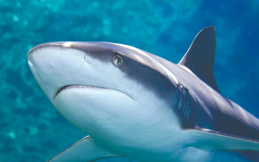 Oceanarium: The Bournemouth Aquarium Tickets Image 4