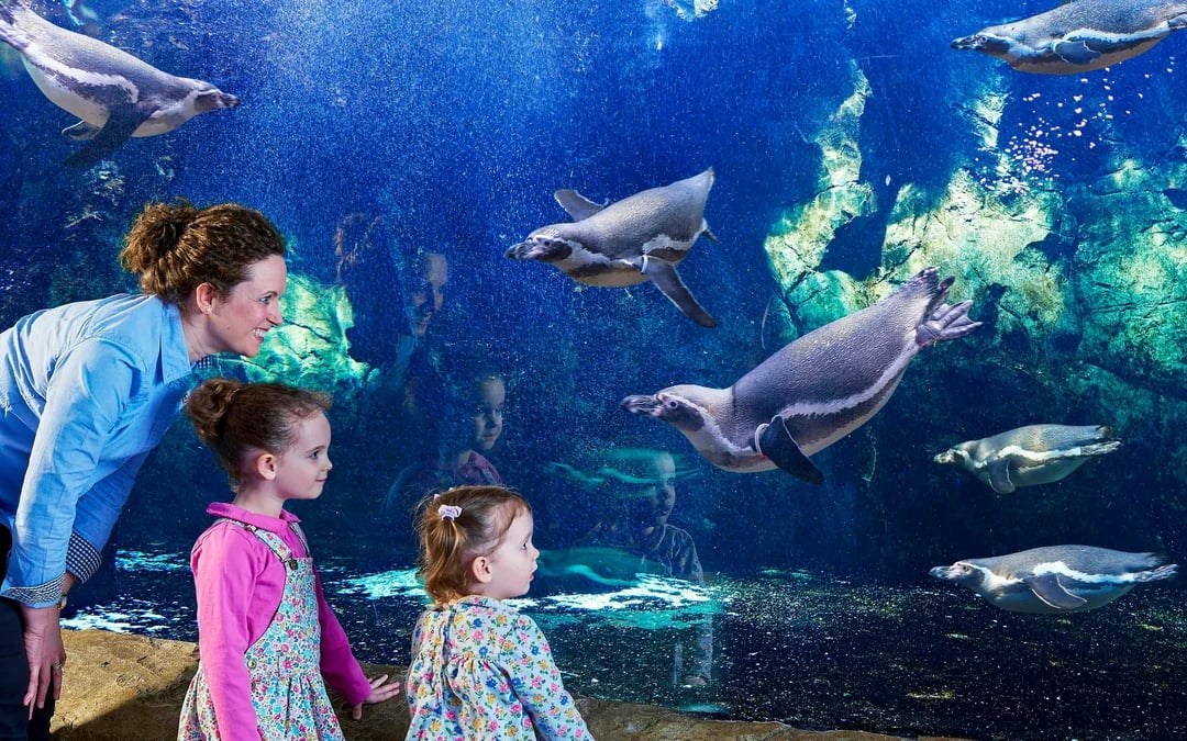 Oceanarium: The Bournemouth Aquarium Tickets Image 5
