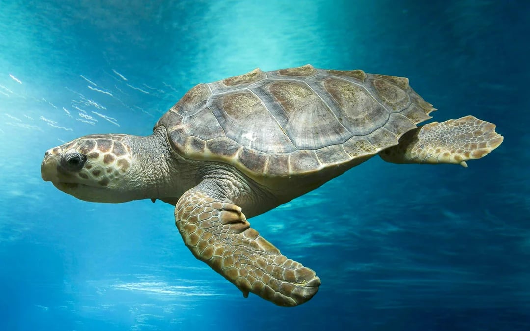 Oceanarium: The Bournemouth Aquarium Tickets Image 7