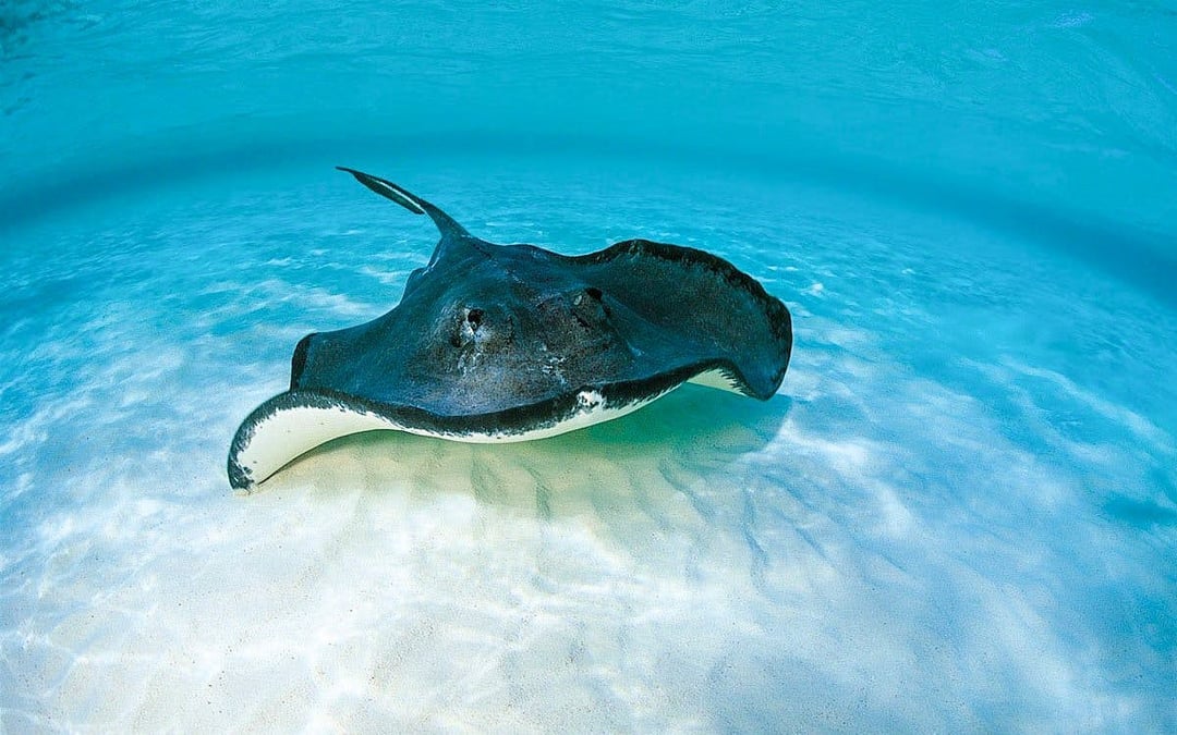 Oceanarium: The Bournemouth Aquarium Tickets Image 9