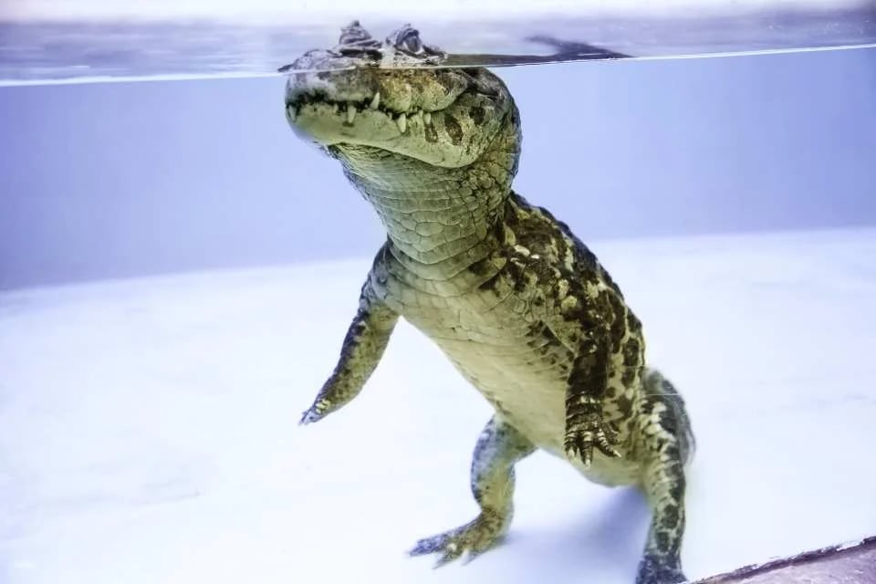 [Get a discount by purchasing in advance] Atagawa Banana Crocodile Park Admission Ticket Reservation (Shizuoka Prefecture)