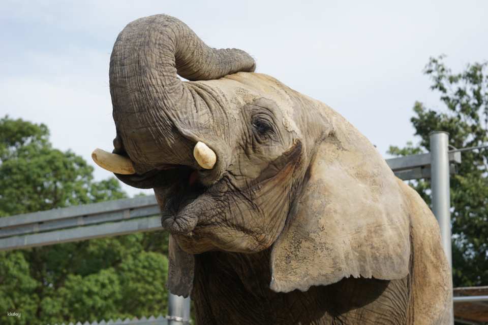[Official Sales] Shirotori Zoo Admission Ticket (Kagawa Prefecture Zoo)