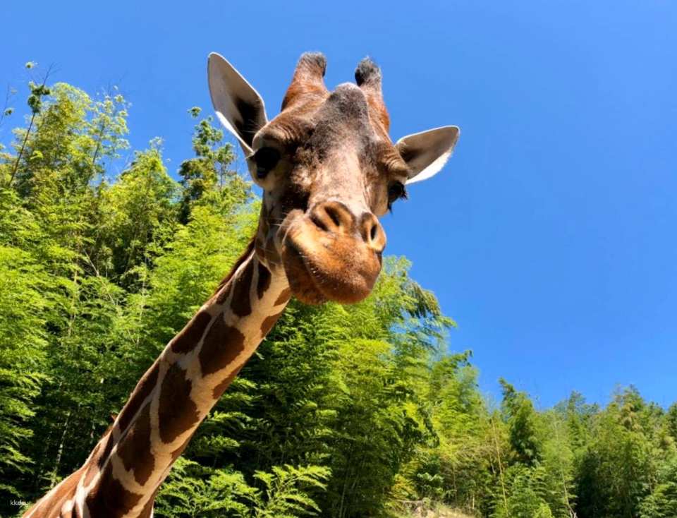 [Official Sales] Shirotori Zoo Admission Ticket (Kagawa Prefecture Zoo)