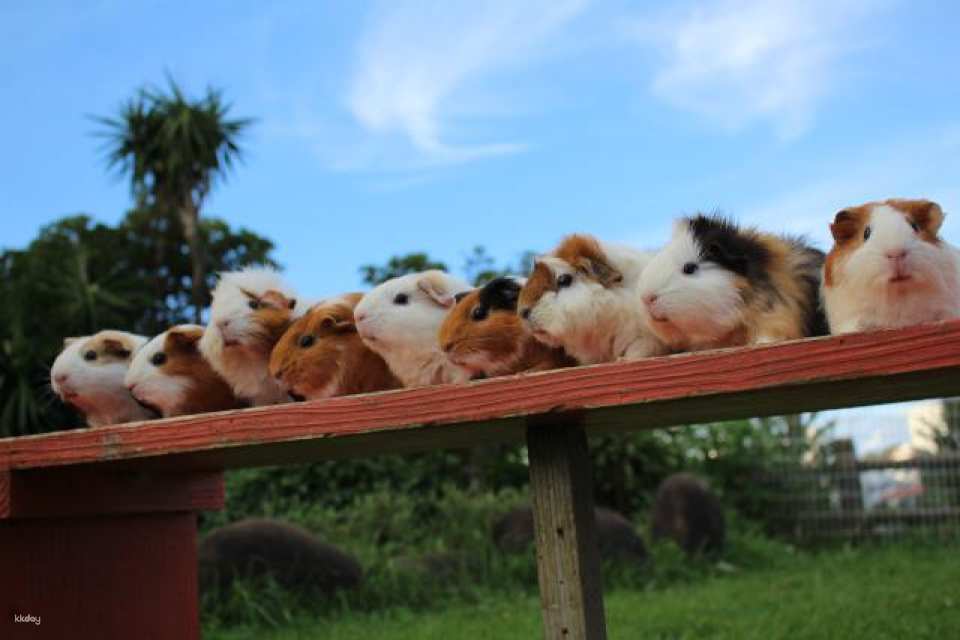 Okinawa Children's Kingdom Tickets