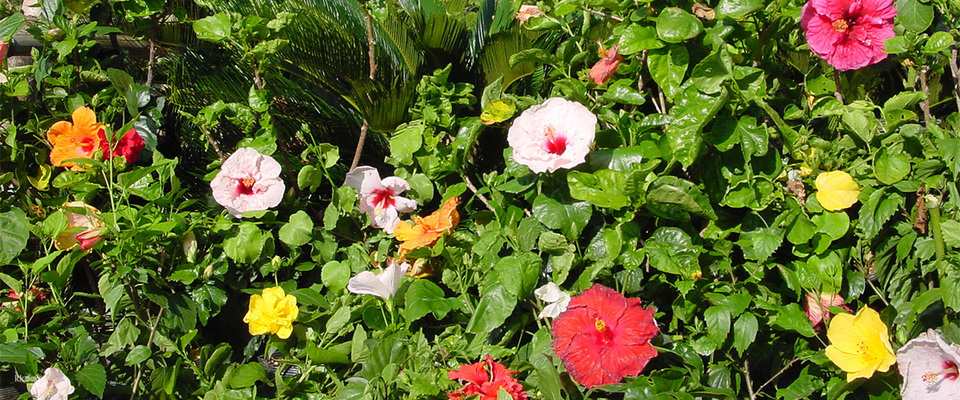 OKINAWA Fruits Land Admission Ticket | Online Reservation | Okinawa, Japan