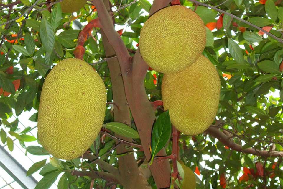 OKINAWA Fruits Land Admission Ticket | Online Reservation | Okinawa, Japan