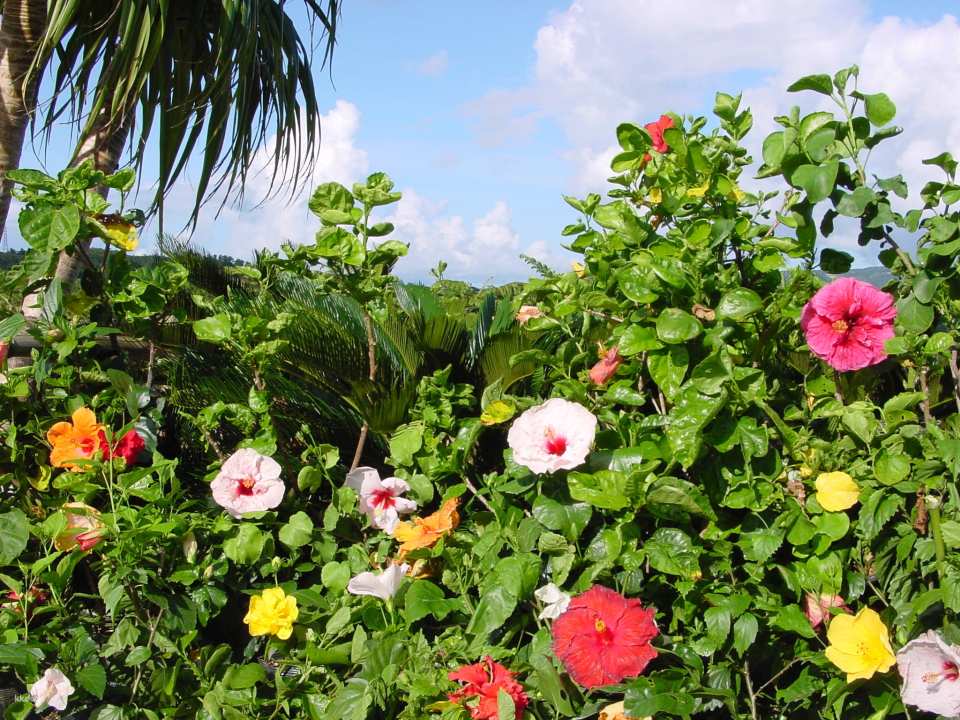 OKINAWA Fruits Land Admission Ticket | Online Reservation | Okinawa, Japan