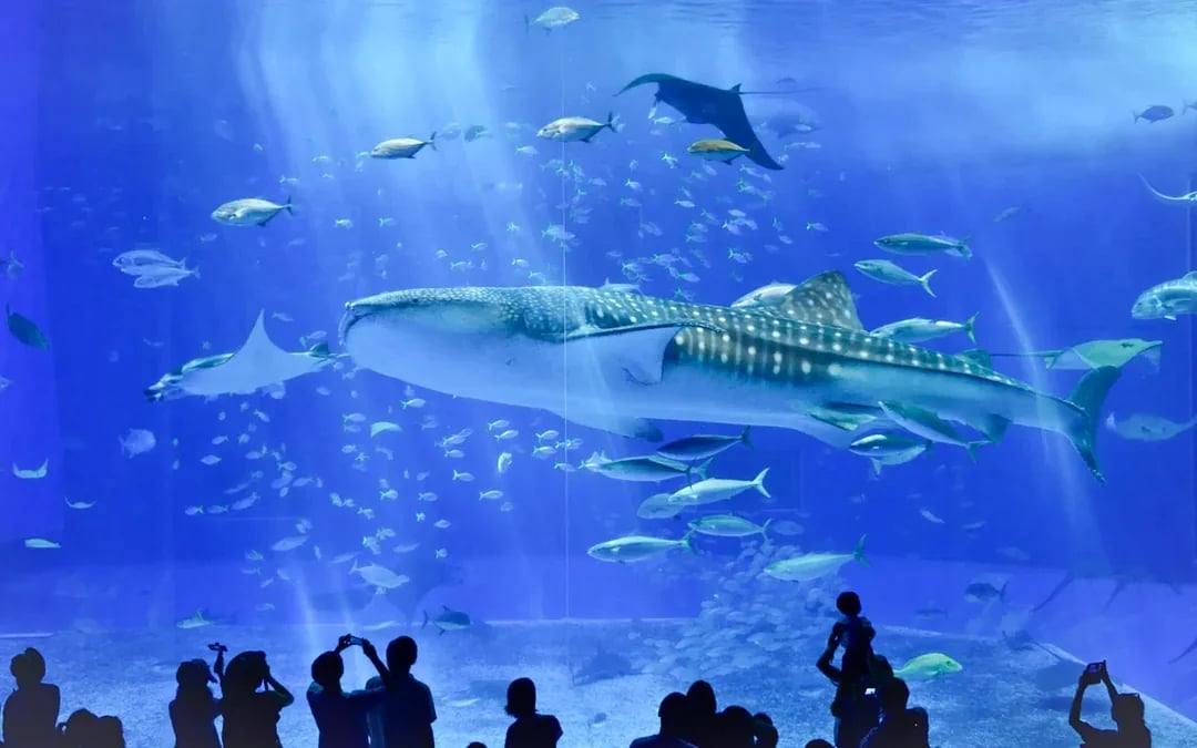 Okinawa Hip Hop Bus Tour with Churaumi Aquarium, Glass Boat Ride & American Village Image 3