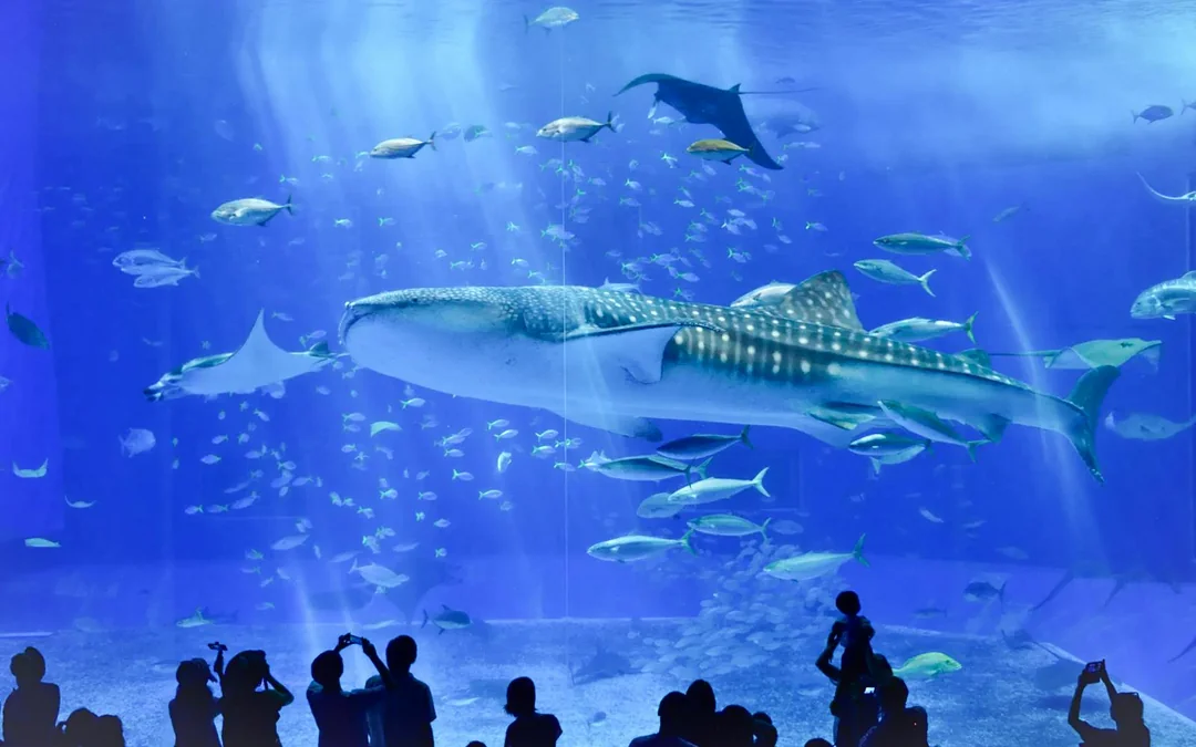 Okinawa Hip Hop Bus Tour with Churaumi Aquarium, Glass Boat Ride & American Village Image 3