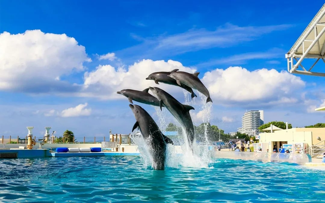 Okinawa Hip Hop Bus Tour with Churaumi Aquarium, Glass Boat Ride & American Village Image 4