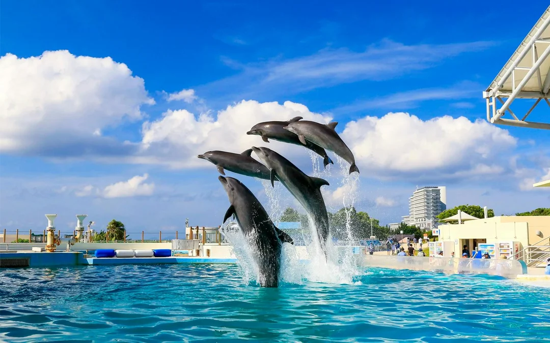 Okinawa Hip Hop Bus Tour with Churaumi Aquarium, Glass Boat Ride & American Village Image 4