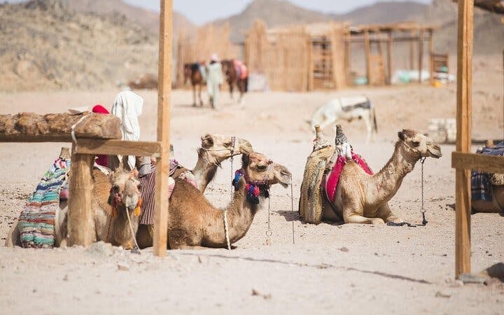 One hour Camel Ride At Amazing Desert With Transfer - Sharm El Sheikh Image 9