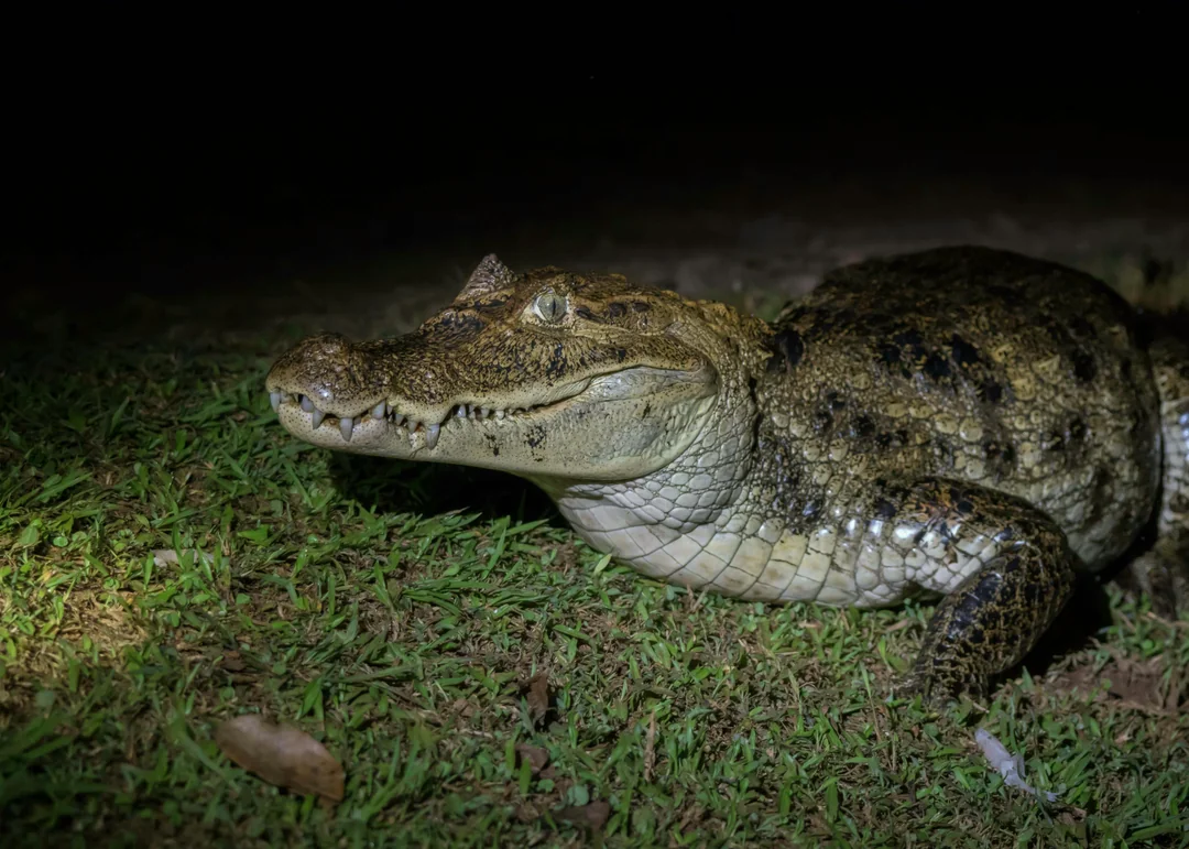 Orlando: Boggy Creek 1-Hour Night Airboat Tour Image 2