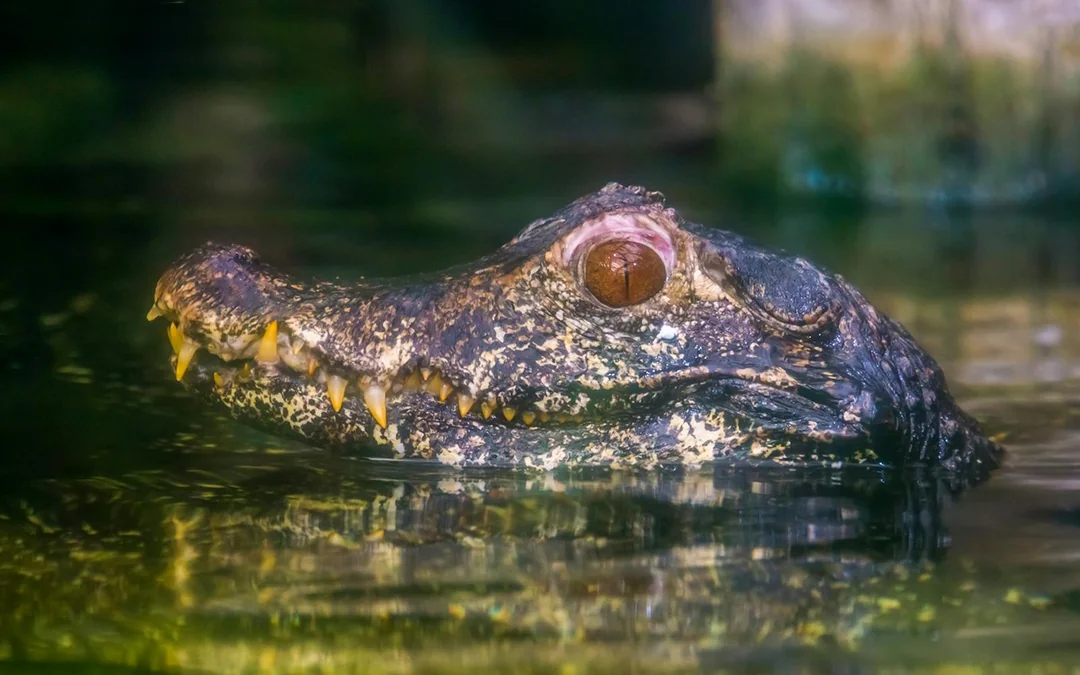 Orlando: Boggy Creek 1-Hour Night Airboat Tour Image 5