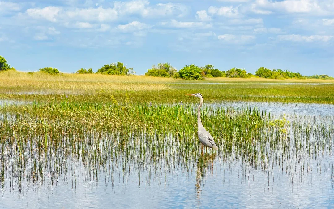 Orlando: Boggy Creek 30-Minute Airboat Tour Image 3