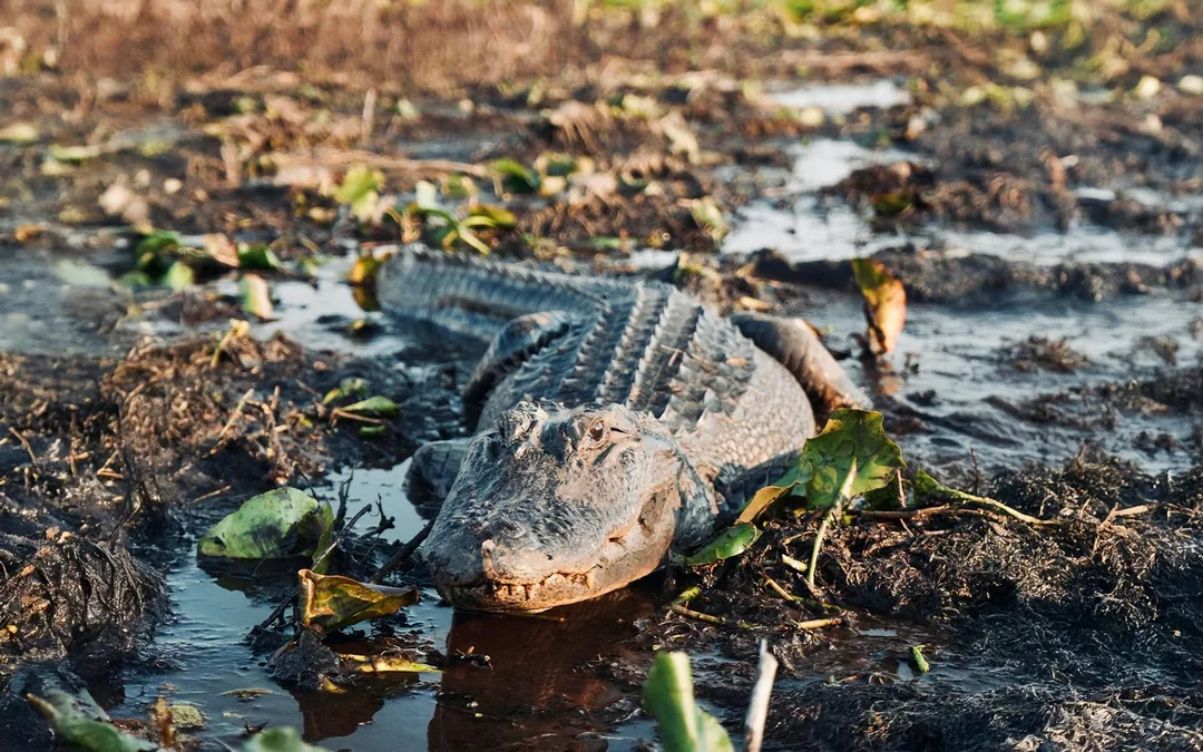 Orlando: Boggy Creek 30-Minute Airboat Tour Image 4