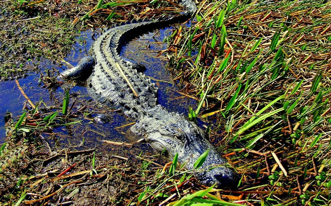 Orlando: Wild Florida 1‑Hour Airboat Tour with Gator Park Tickets Image 3