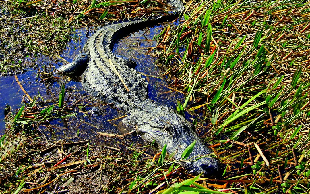 Orlando: Wild Florida 1‑Hour Airboat Tour with Gator Park Tickets Image 3