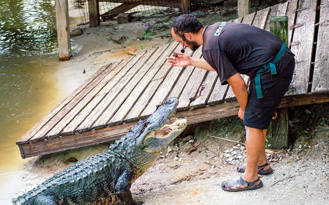 Orlando: Wild Florida 1‑Hour Airboat Tour with Gator Park Tickets Image 8