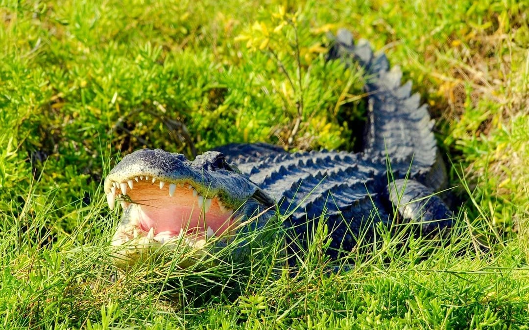 Orlando: Wild Florida Airboat Tour with Gator Park Tickets Image 3